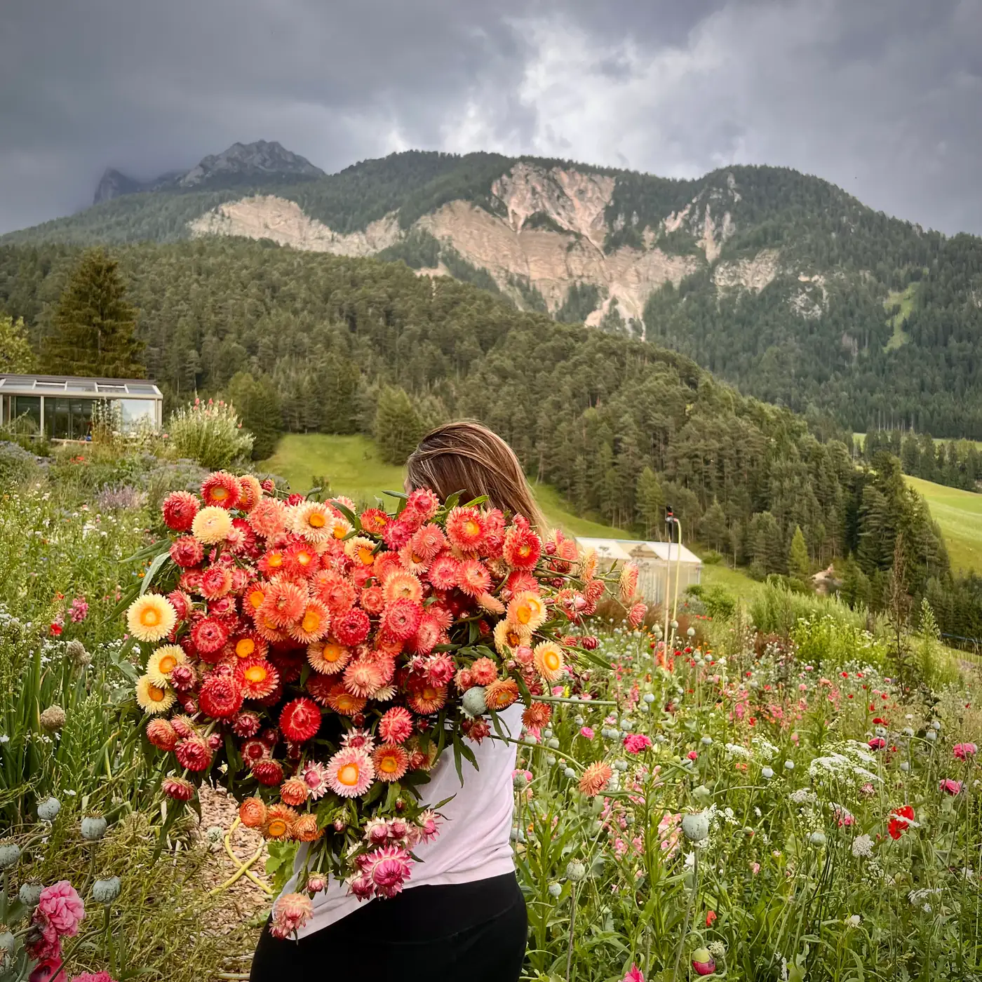 Verena von hinten mit einem riesigen Strauß orangener Strawflowers, Bergpanorama und Glashaus im Hintergrund