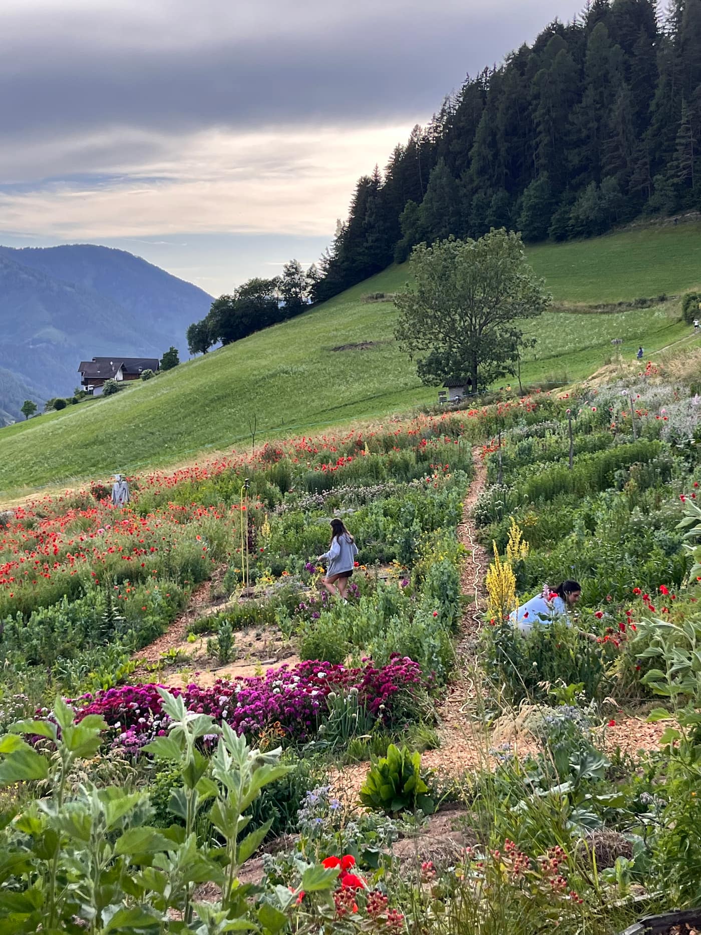 Mohn- und Wildblumenfeld am Hang, Menschen beim Pflücken zwischen den Reihen