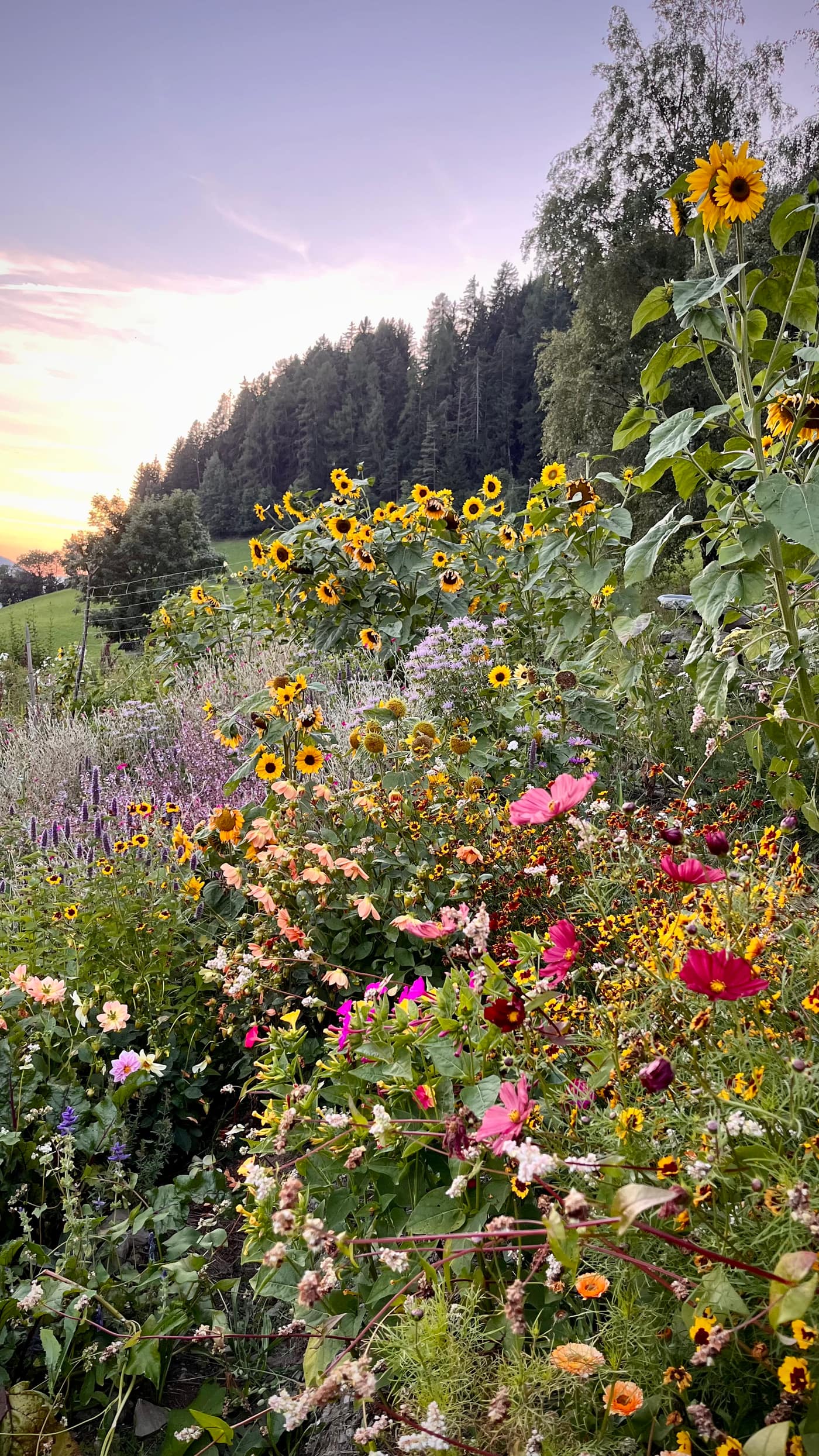 Sonnenblumen- und Wildblumenfeld bei Sonnenuntergang