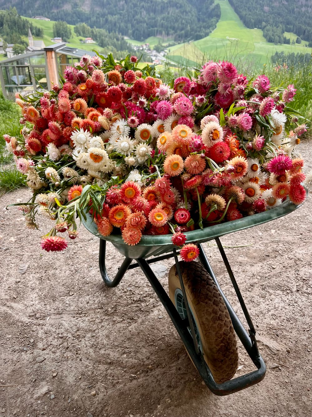 Schubkarre voller orange-roter und weißer Strawflowers mit Bergblick