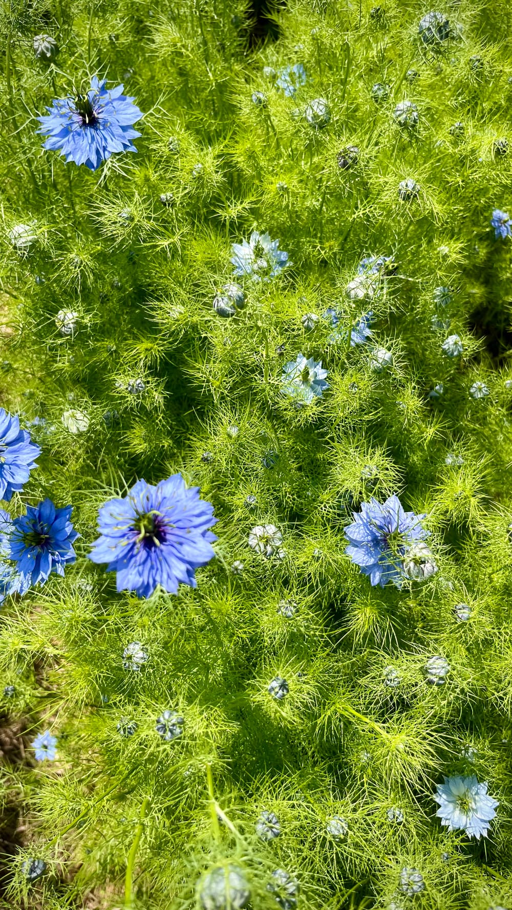 Blaue Nigella-Blüten zwischen feinem Federgrün