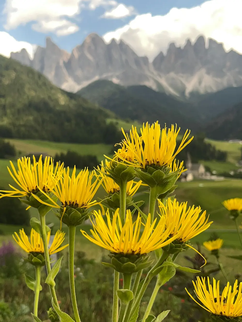 Gelbe Alant-Blüten vor den Geislerspitzen und einer Kirche im Tal