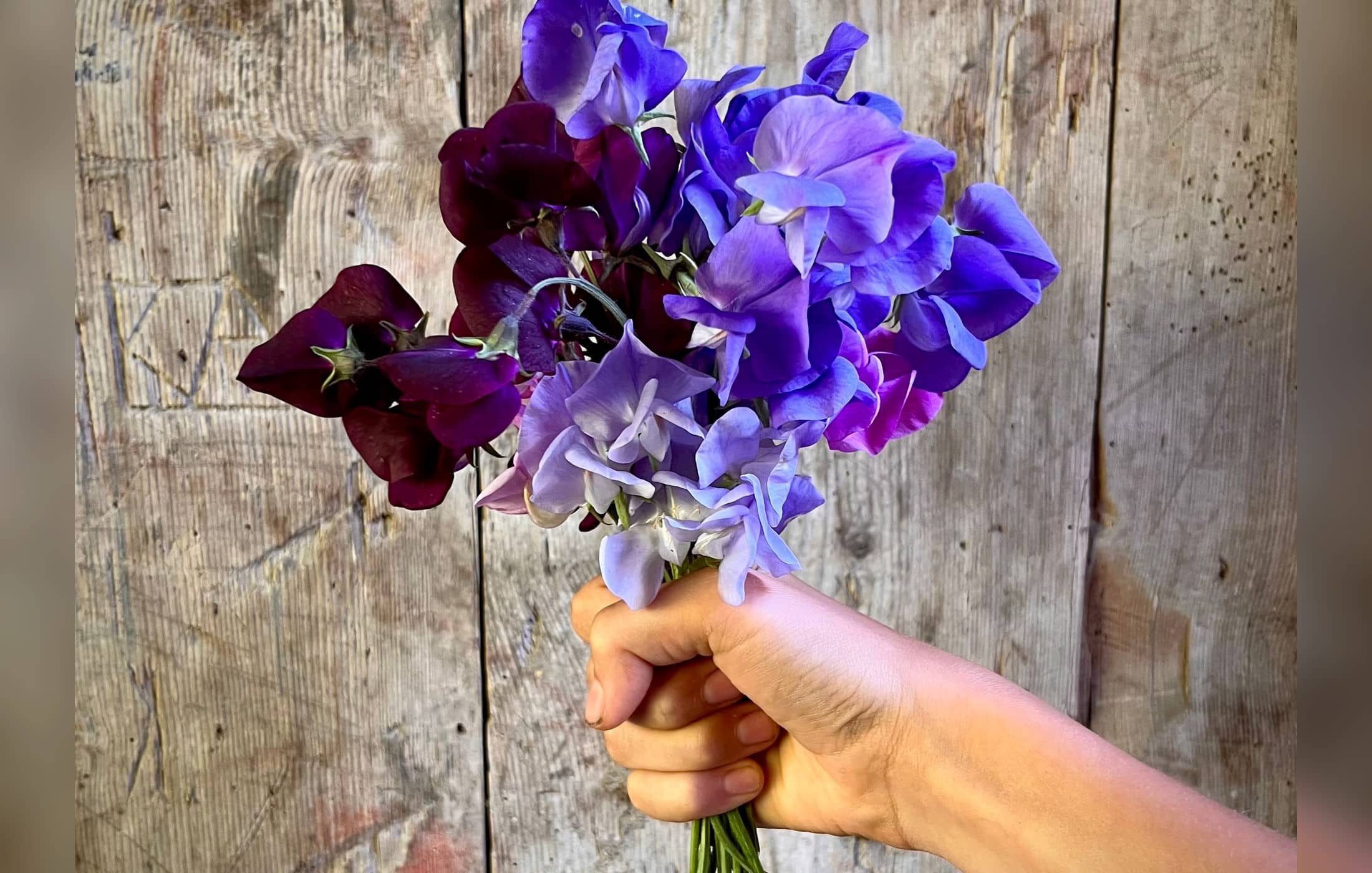 Hand hält einen Strauß violetter und blauer Duftwicken vor verwittertem Holz